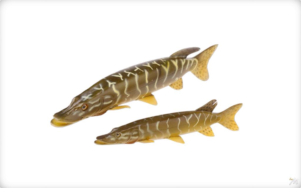 Storfisk Fishing & More - Set Di 3 Galleggianti Per Trote, Con