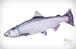 Cuscino Chinook Salmon