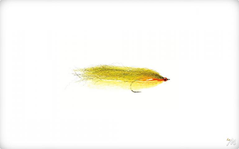 Roach