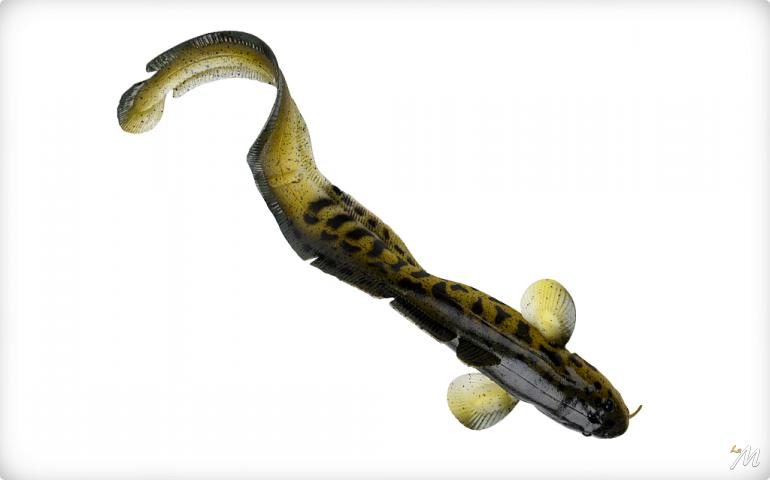 3D Burbot